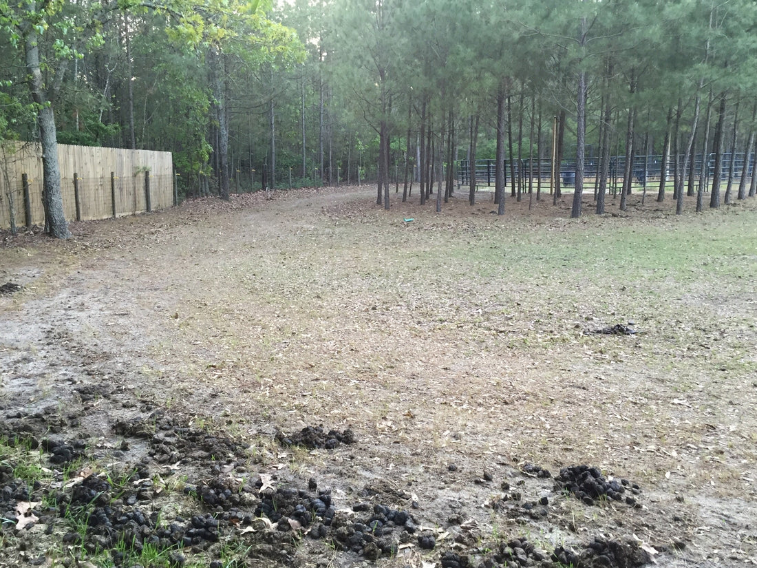 horse paddock with manure 