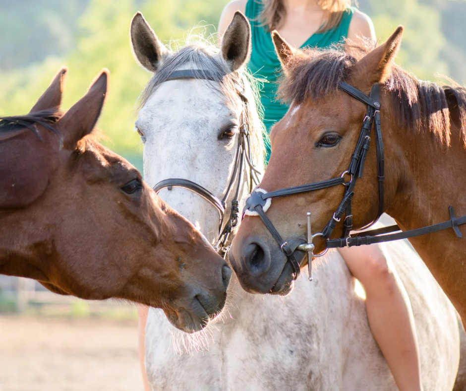happy healthy horses